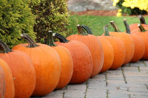 Pumpkins all lined up