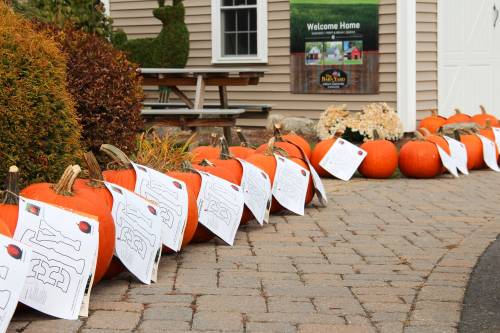 Pumpkins ready for the taking