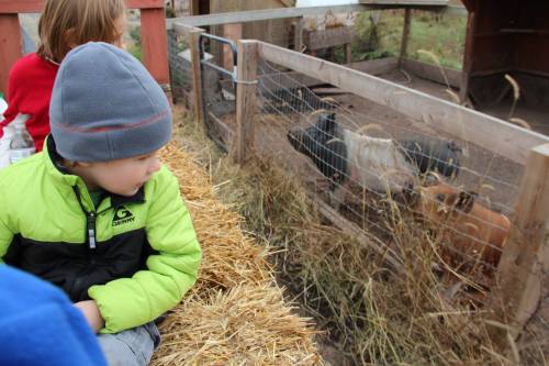 Taking a glimpse of the pigs