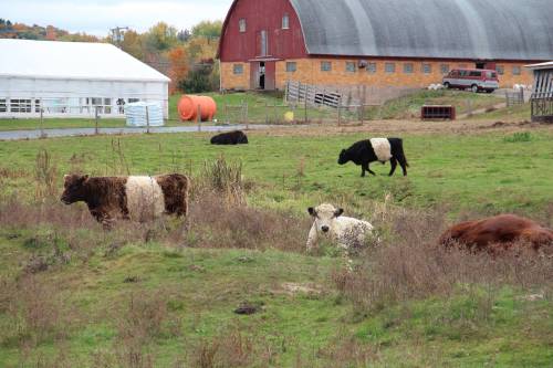 View of the farm right next to The Barn Yard